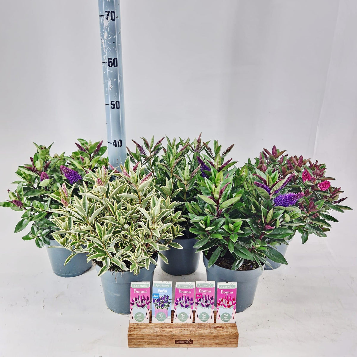 Hebe Addenda mix 40cm 17cm Pot