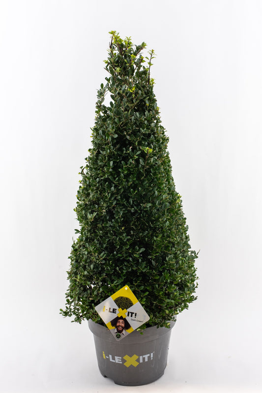 Ilex crenata Dark Green Cone 100cm 29cm Pot