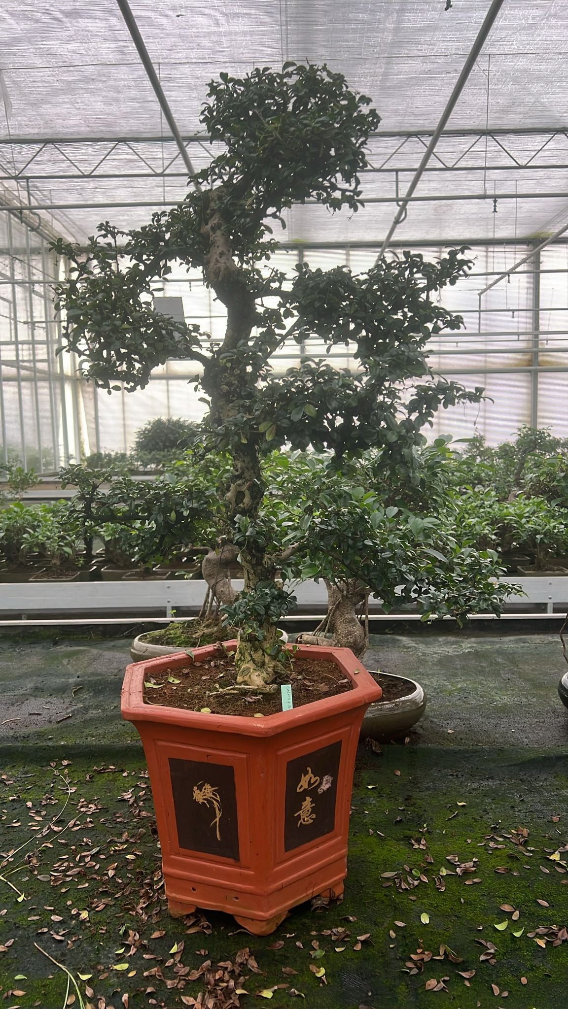 Carmona Bonsai 115cm 37cm Pot