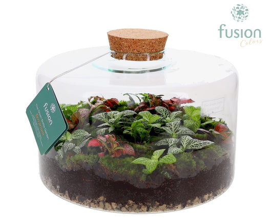 Green Bottle Kyra XLarge met Terrarium arrangement 25cm 27cm Pot