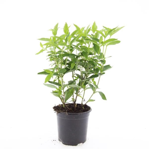 Diervilla sessilifolia 10cm 14cm Pot