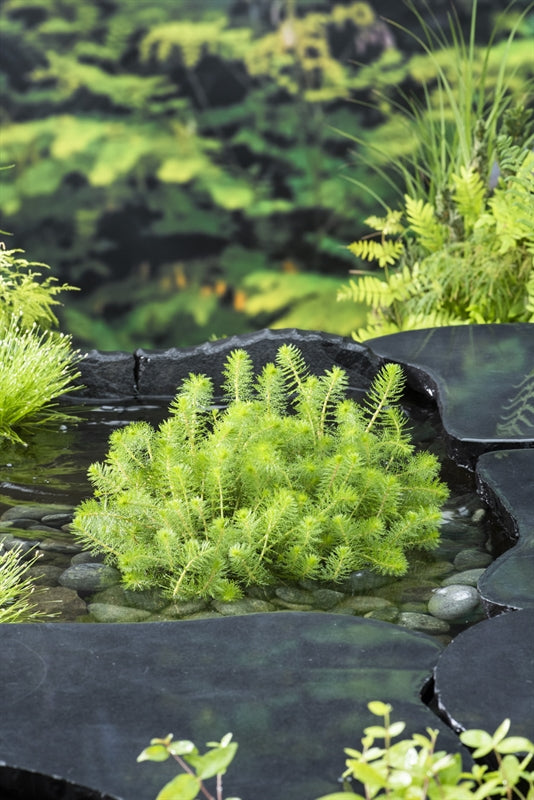 Waterplkw R. Moerings Myriophyllum crispatum Pack of 10