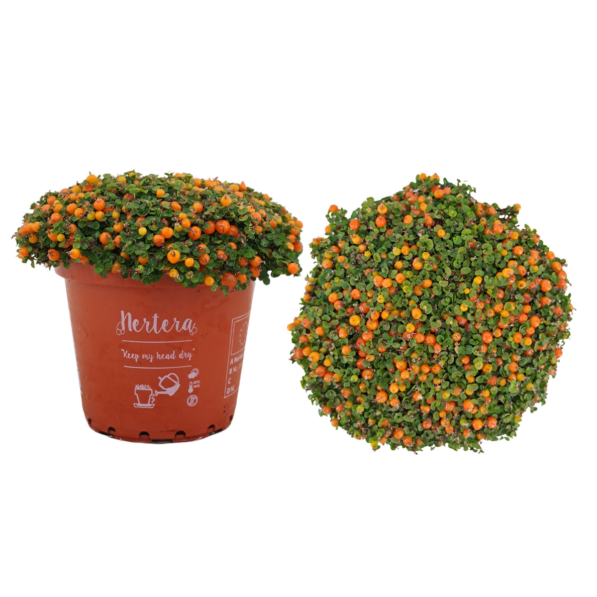 Nertera Astrid 10cm 8cm Pot