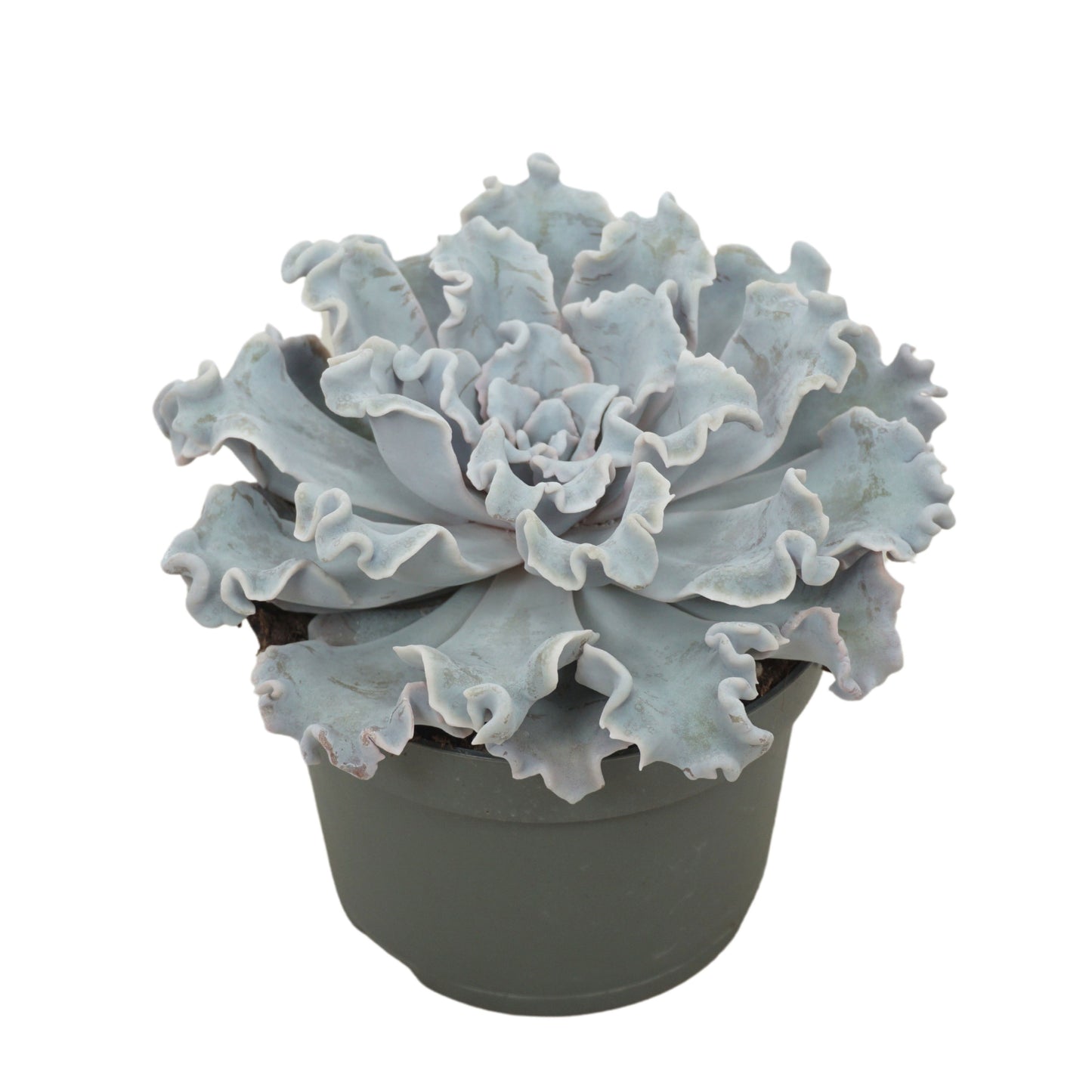 Echeveria Hybrid 15cm 13cm Pot