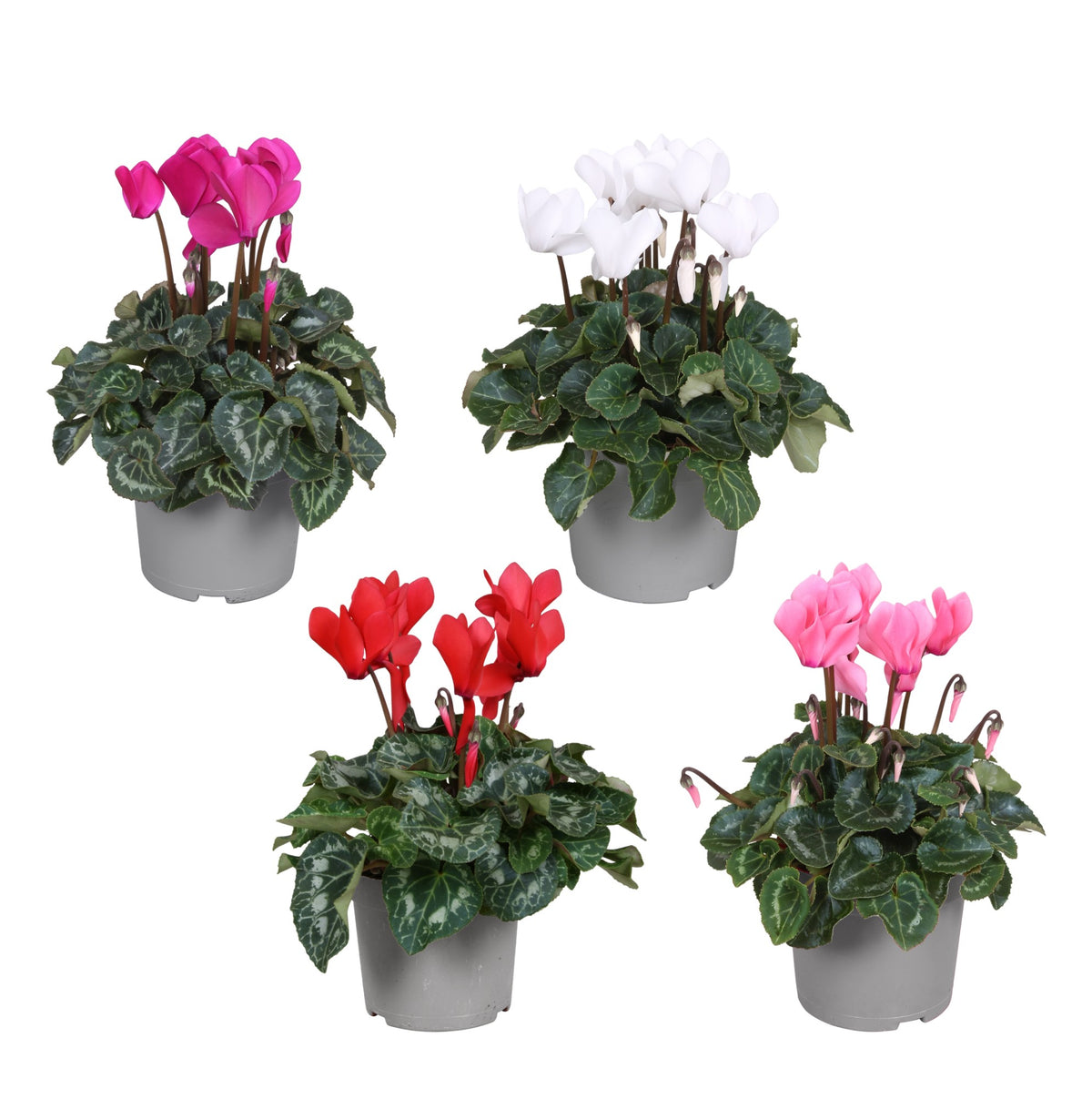 Cyclamen Allure 25cm 12cm Pot