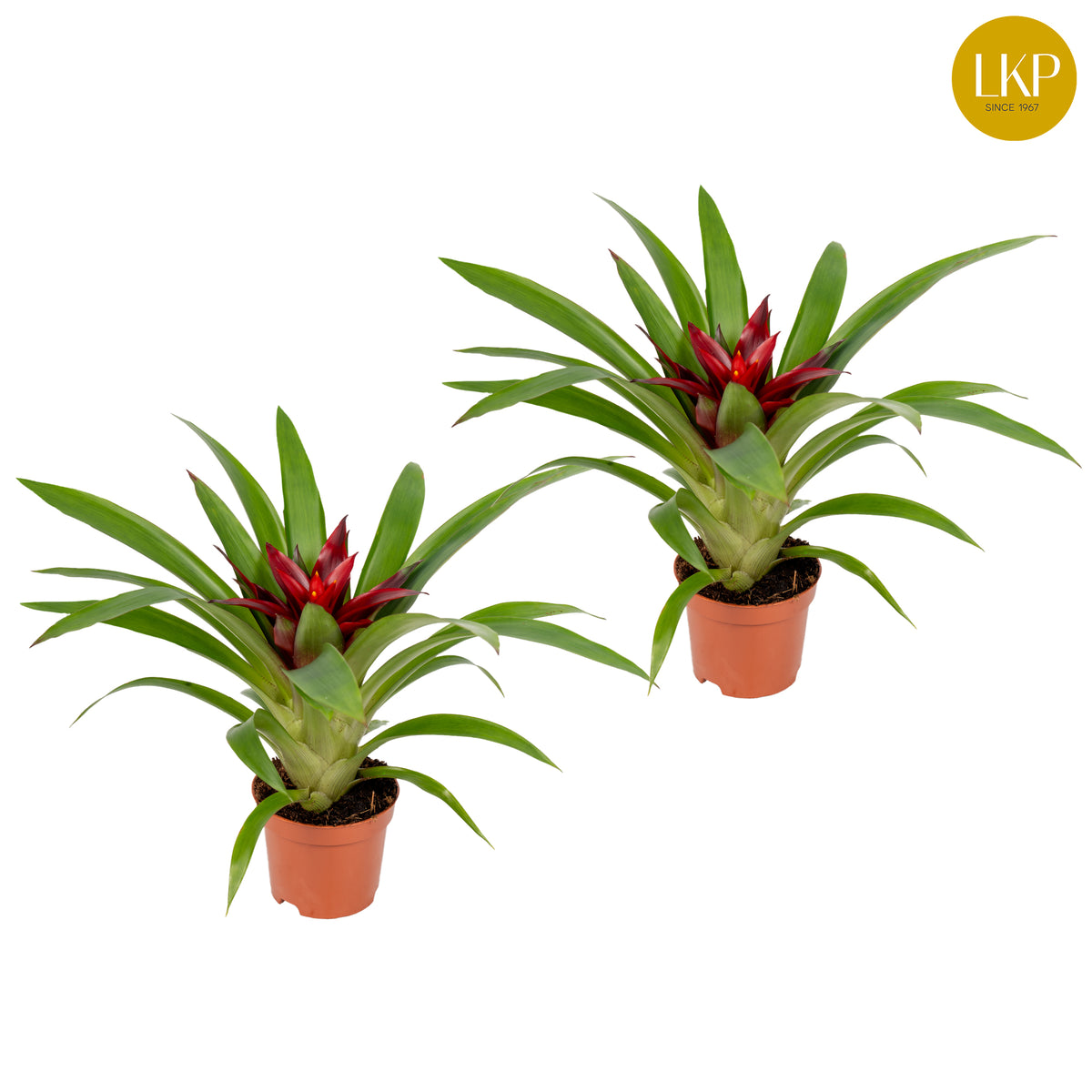 Guzmania Sky 30cm 9cm Pot
