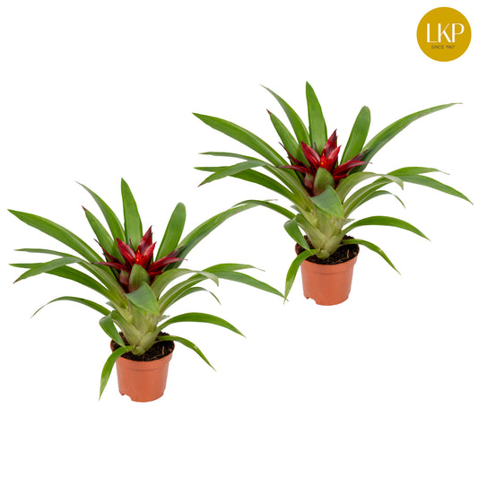 Guzmania Sky 30cm 9cm Pot