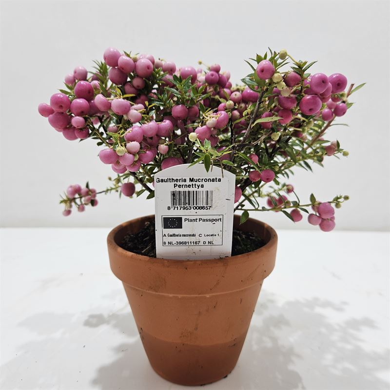 Gaultheria mucronata 20cm 12cm Pot