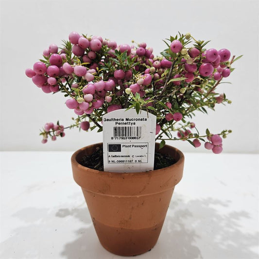 Gaultheria mucronata 20cm 12cm Pot