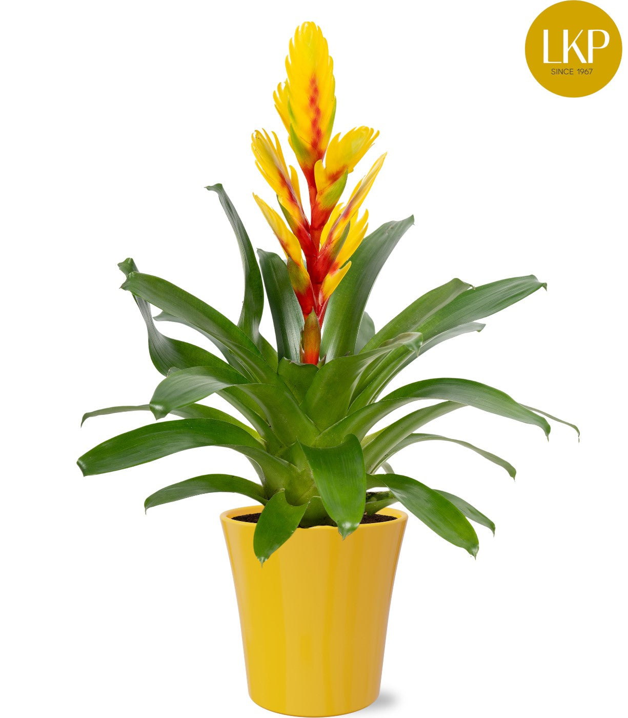 Vriesea Intenso Yellow 45cm 13cm Pot