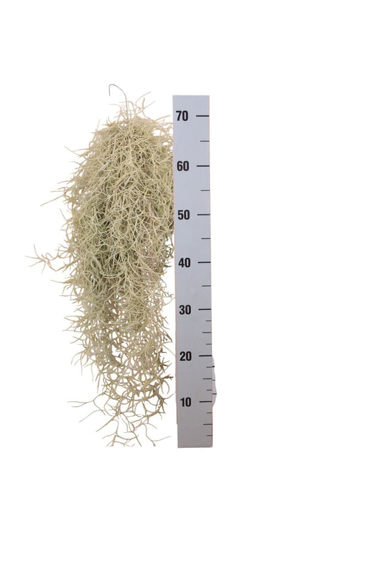 Tillandsia usneoides 70cm 998cm Pot