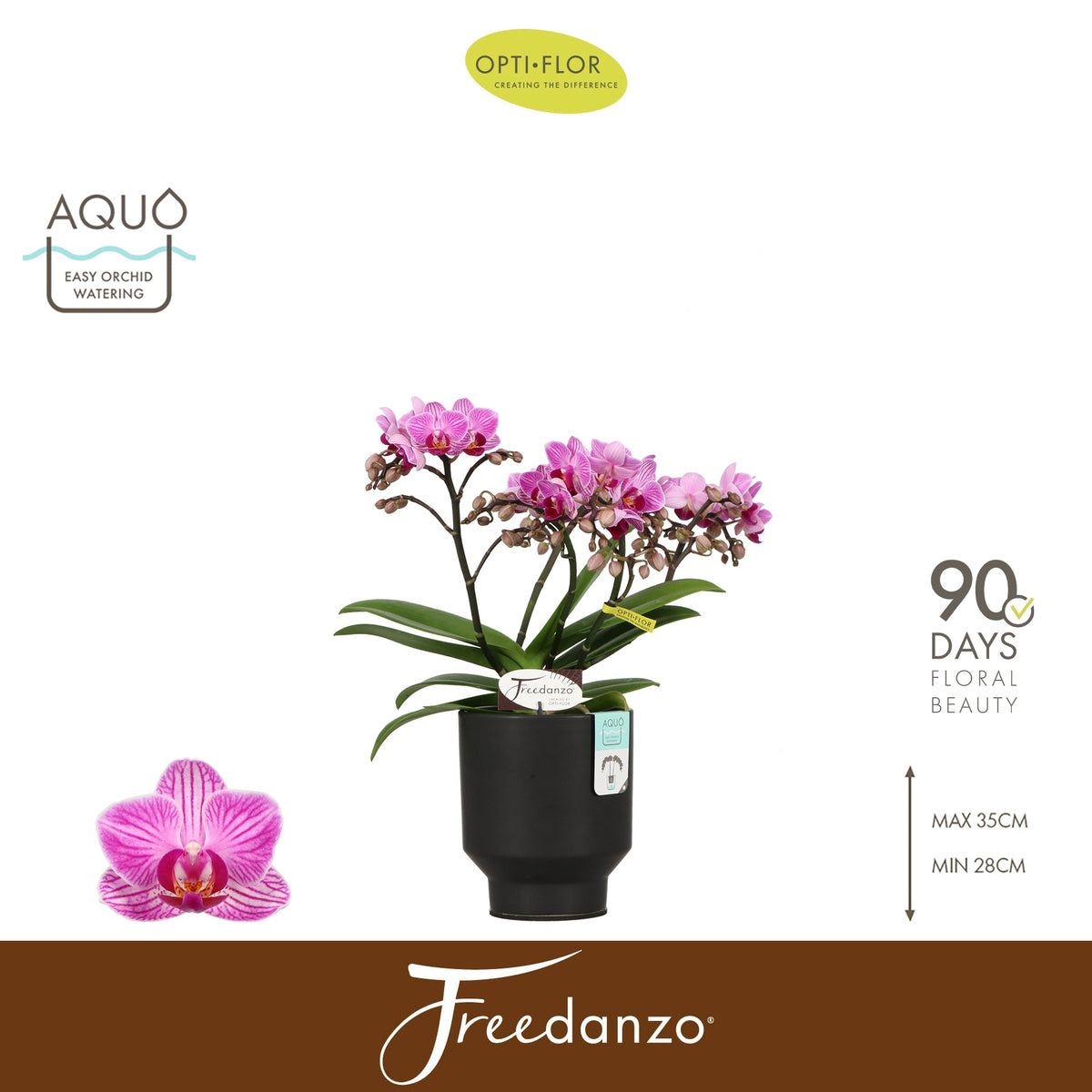 Phalaenopsis Purple 40cm 12cm Pot
