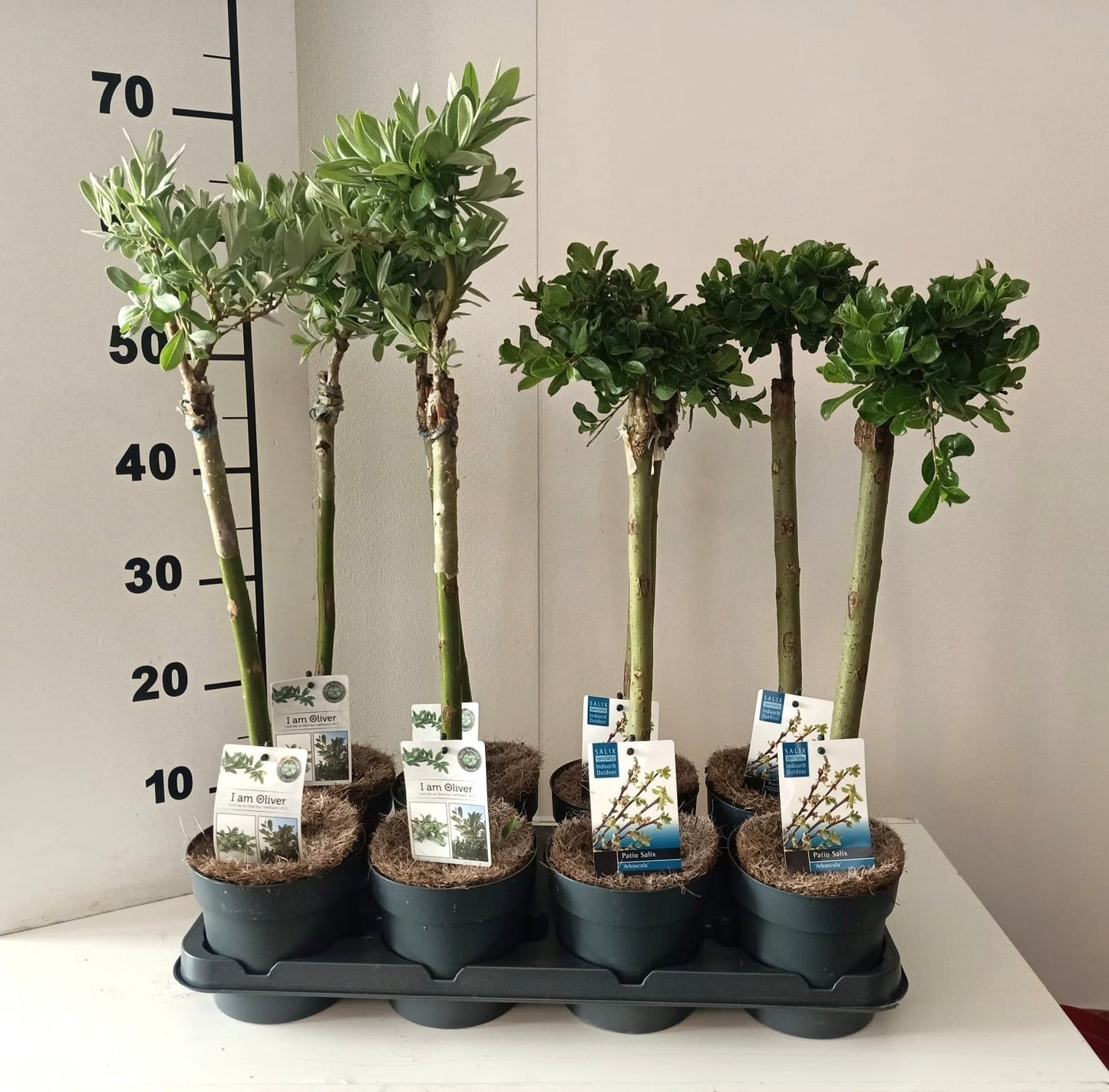Salix alba mix 60cm 14cm Pot
