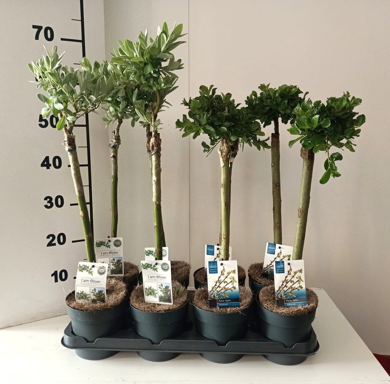 Salix alba mix 60cm 14cm Pot