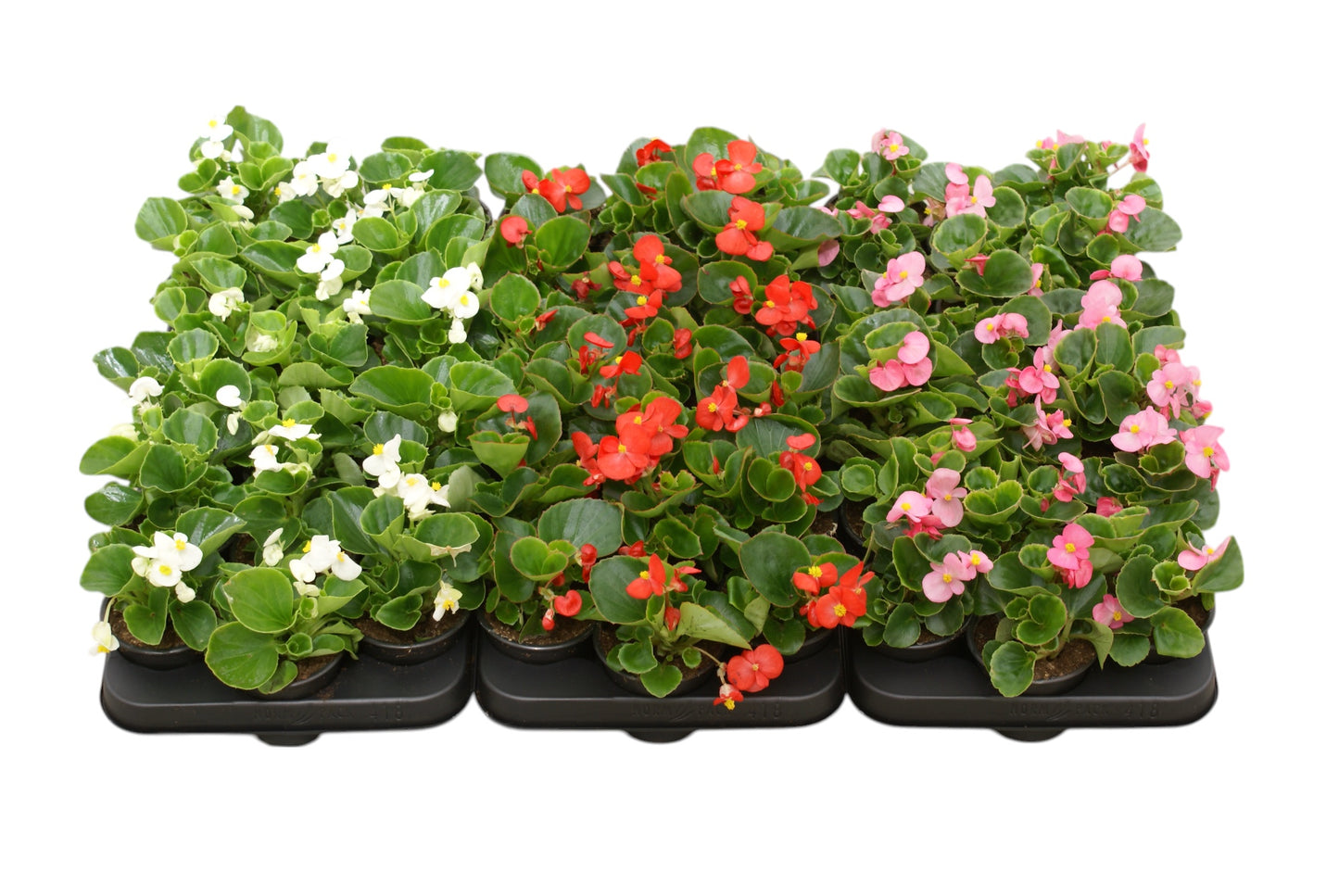 Begonia semp. dark leaf mix 10cm 9cm Pot