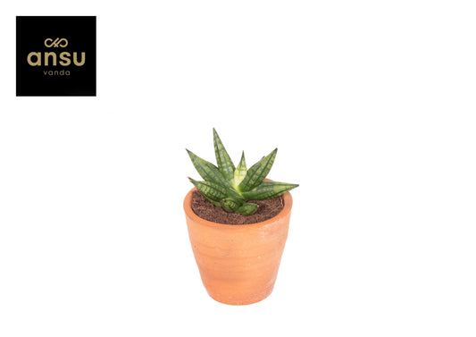 Sansevieria 15cm 9cm Pot