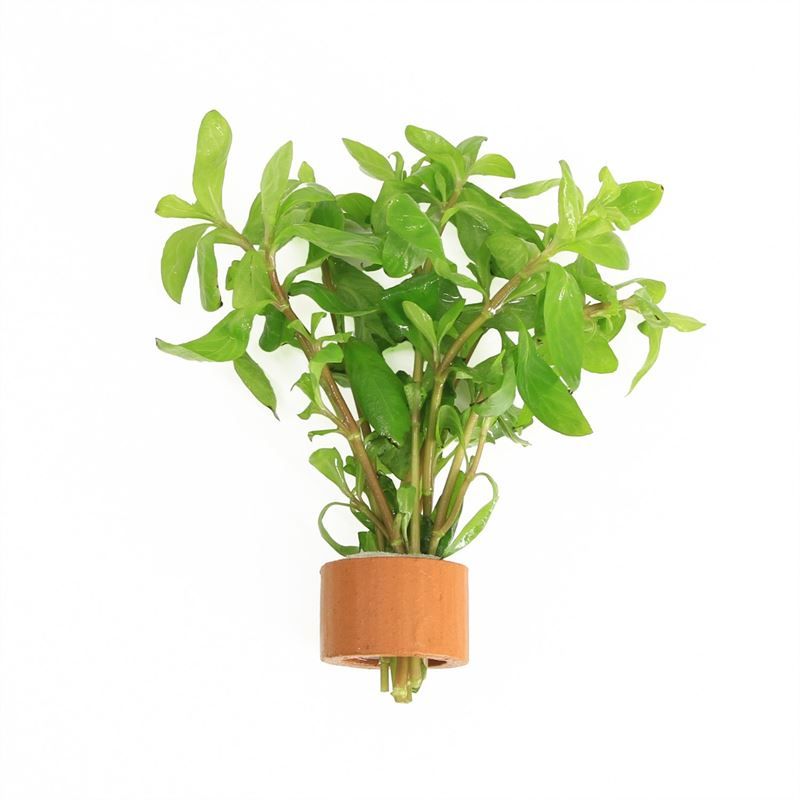 Hygrophila polysperma 5cm 2cm Pot