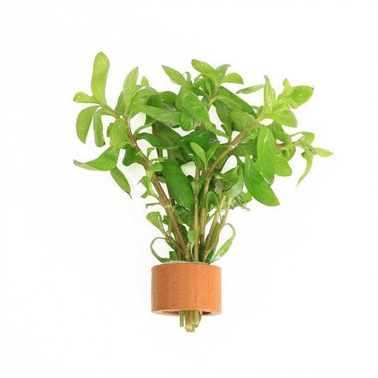 Hygrophila polysperma 5cm 2cm Pot