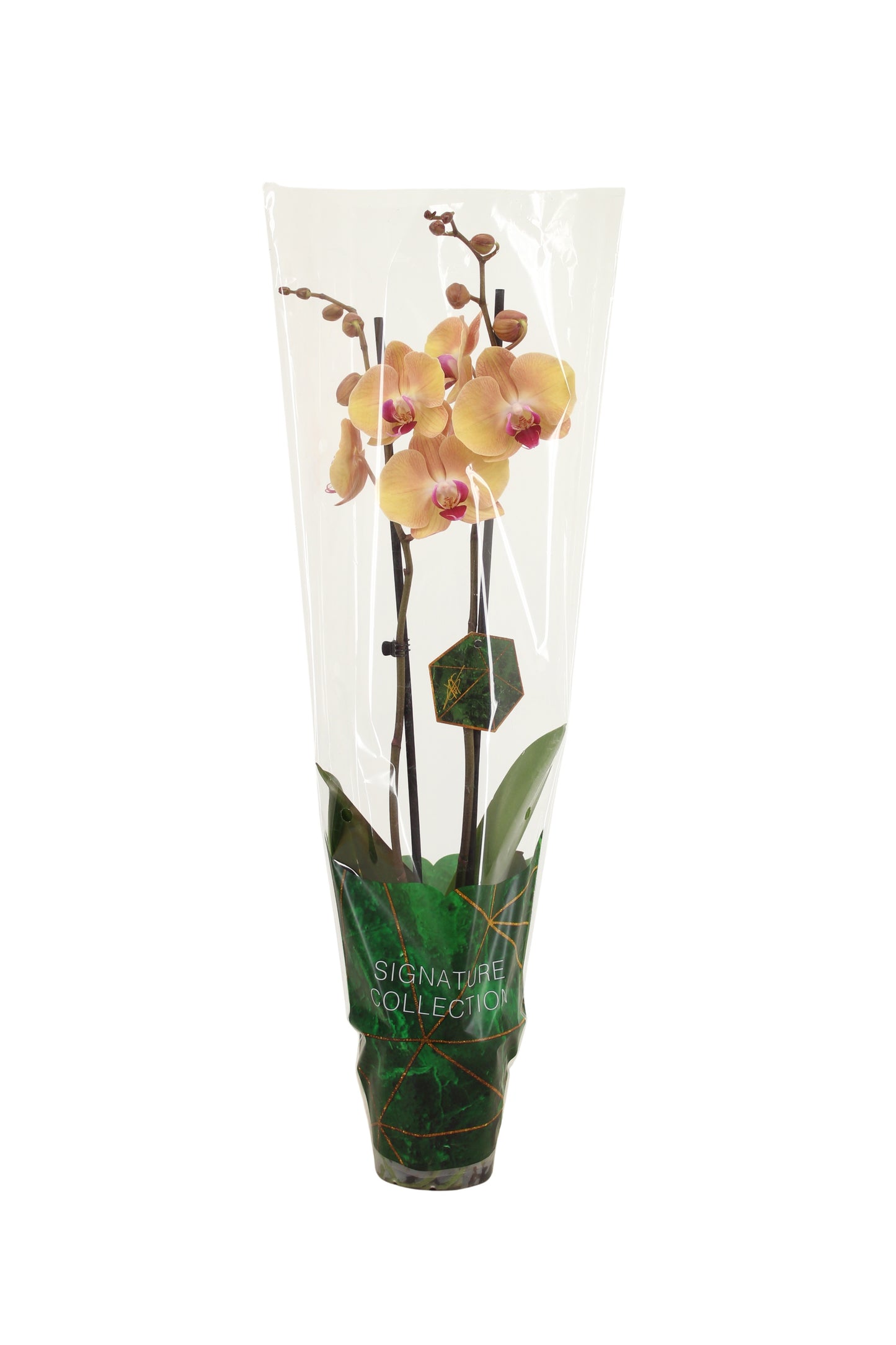 VG Orchids Phalaenopsis orange Pack of 10