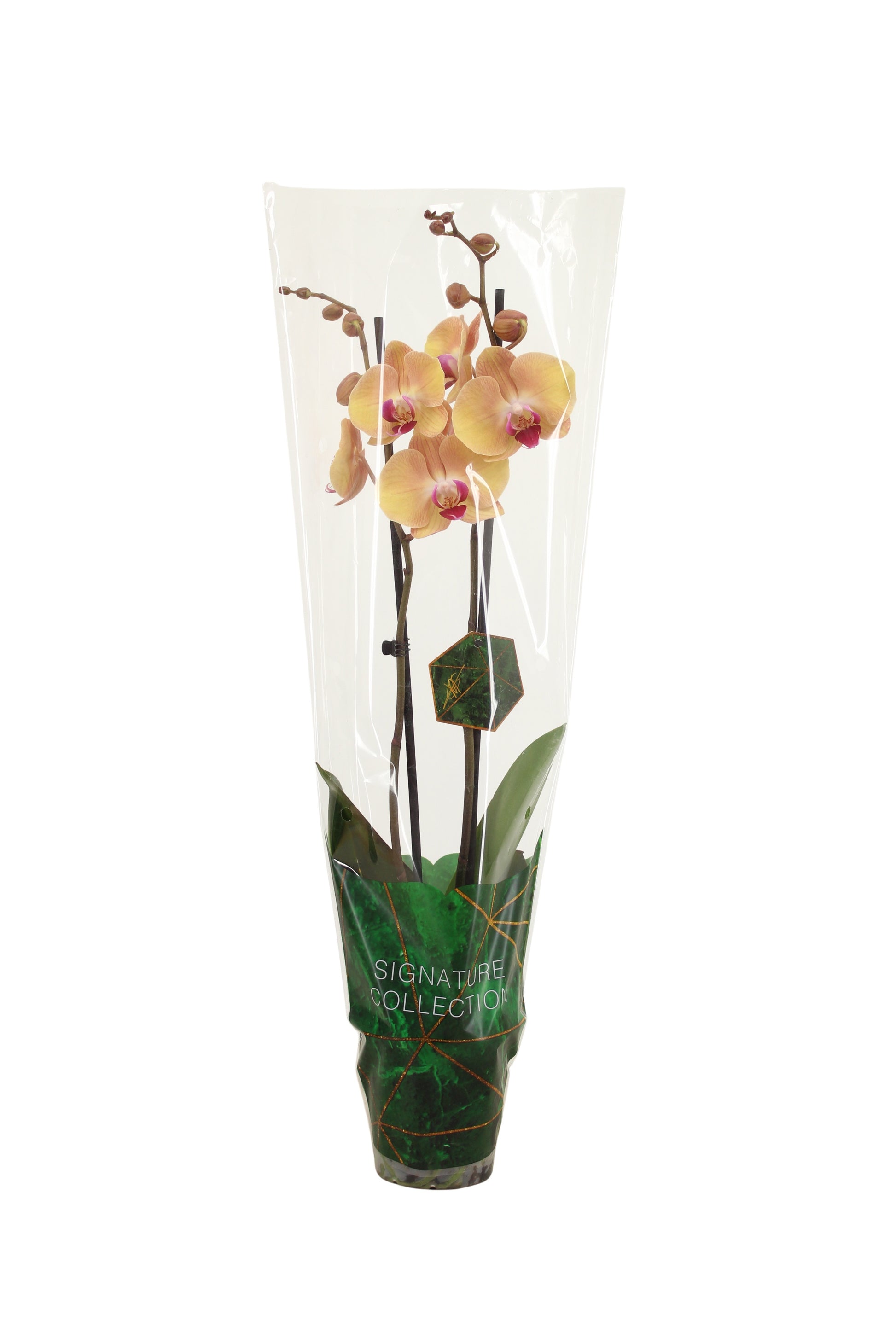 VG Orchids Phalaenopsis orange Pack of 10