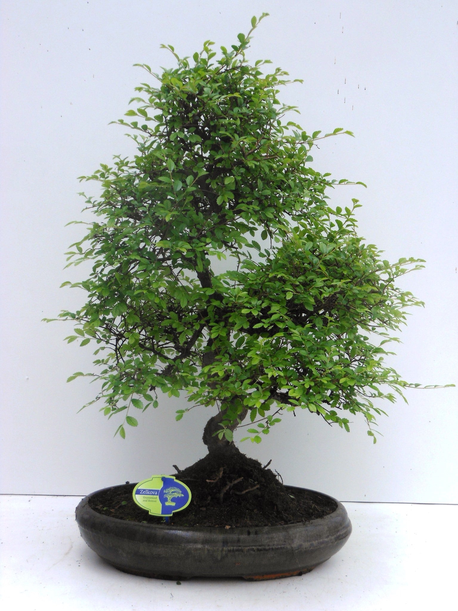 Bonsai Mix 50cm 39cm Pot