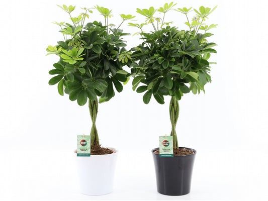 Schefflera Nora 75cm 22cm Pot