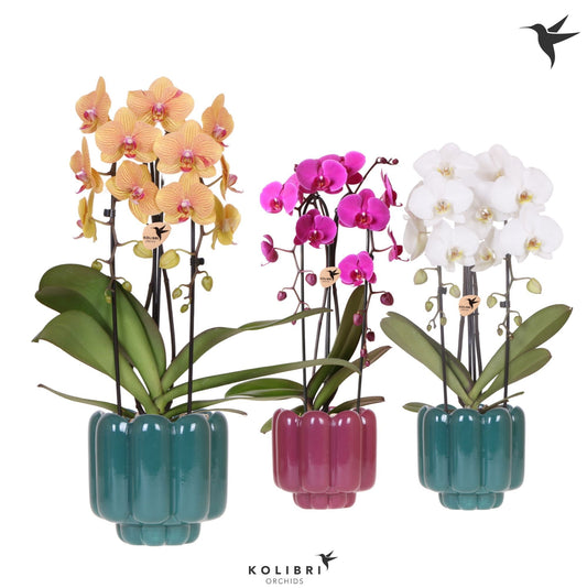 Phalaenopsis Elegant cascade 50cm 12cm Pot