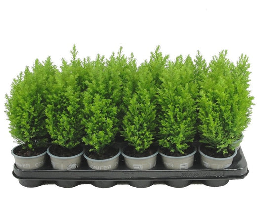 Chamaecyparis Ellwood's Gold 20cm 9cm Pot