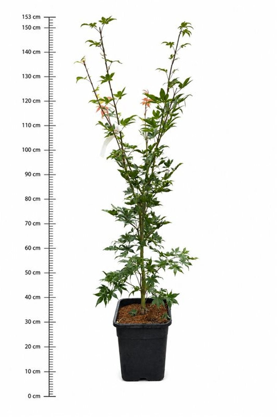Acer Osakazuki 150cm 32cm Pot