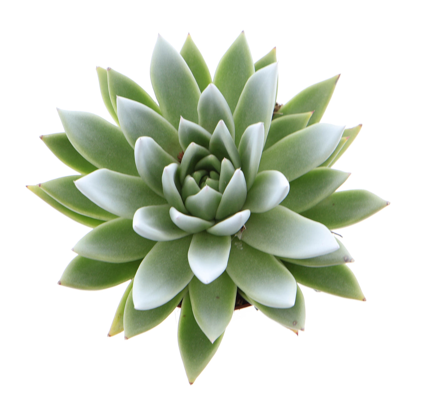 Miranda tips white 15cm 12cm Pot