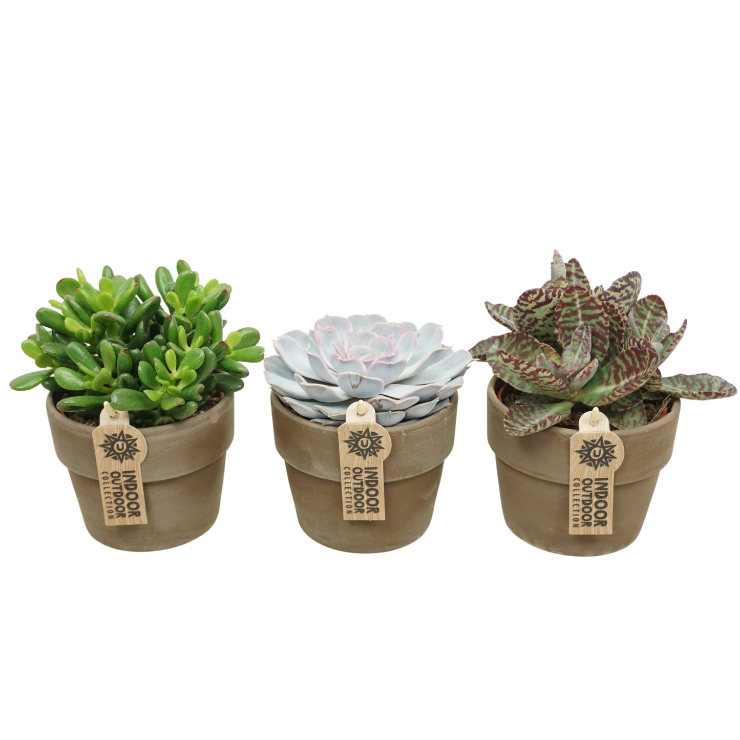 Succulenten mix (+ drp.terracotta) 17cm 10.5cm Pot