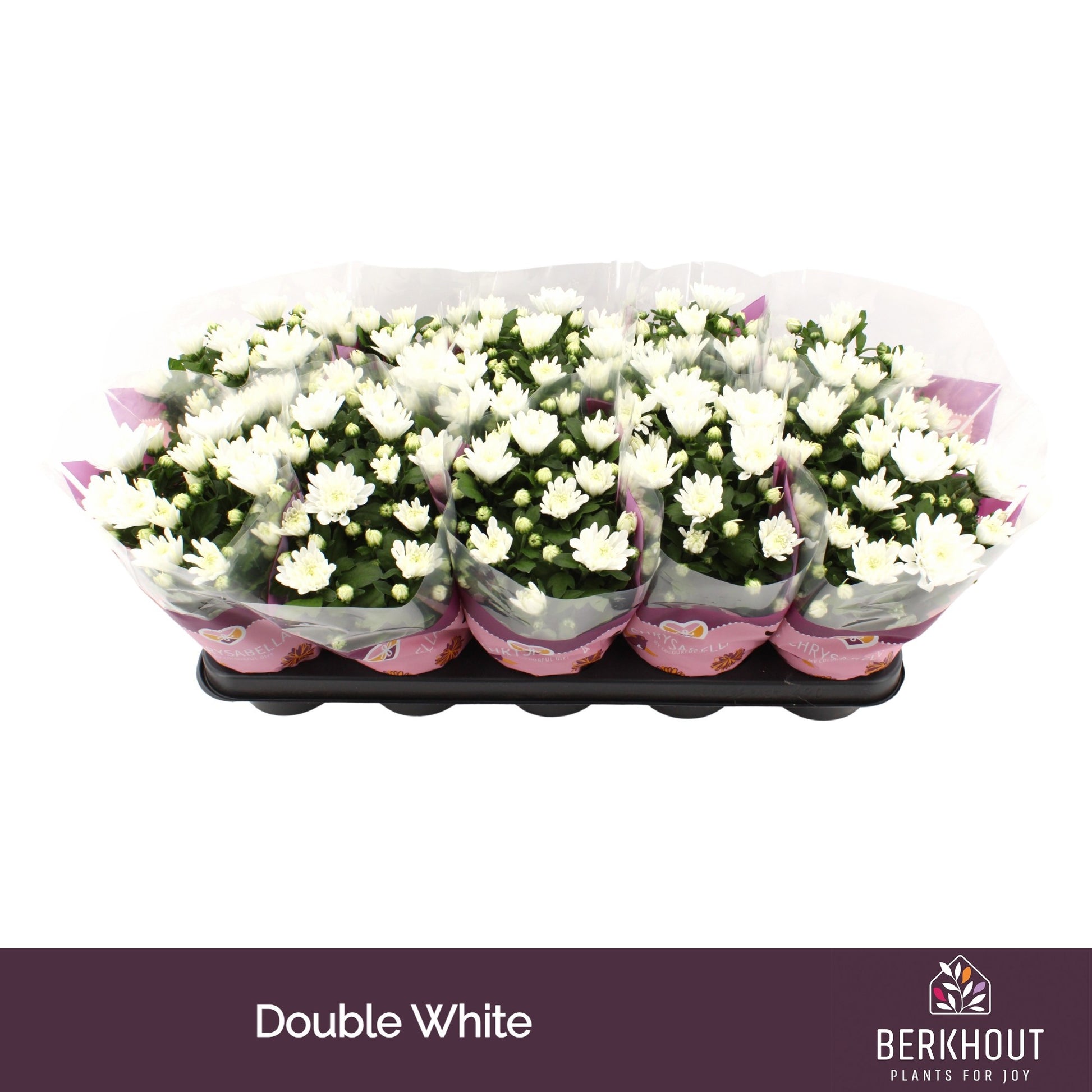 Chrysanthemum Brave 26cm 12cm Pot