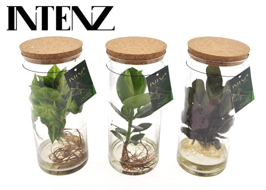 VDE plant BV Foliage Intenz mix in glass cylinder Pack of 6