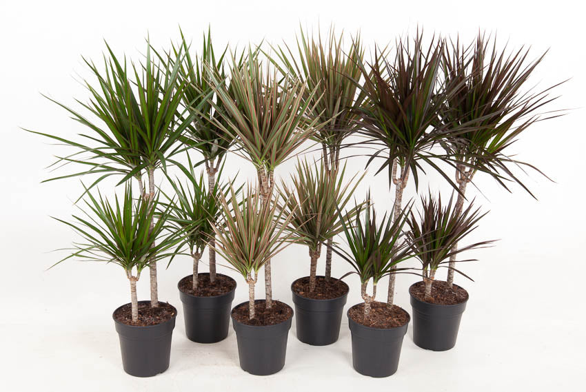 Ammerlaan Green Innovator Dracaena mix Luxe 45-15 Pack of 1