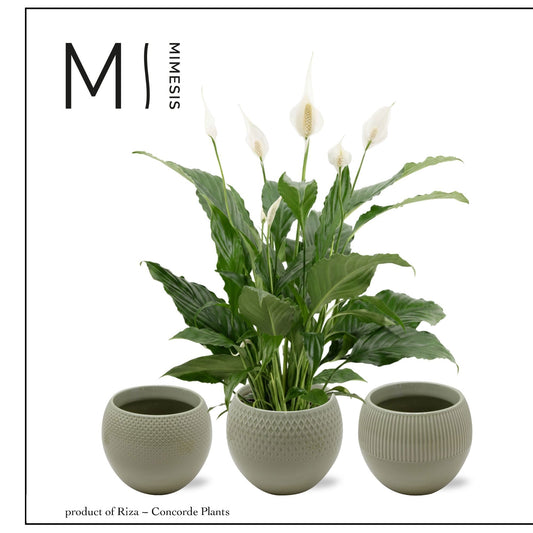 Spathiphyllum Sweet Chico 55cm 13cm Pot