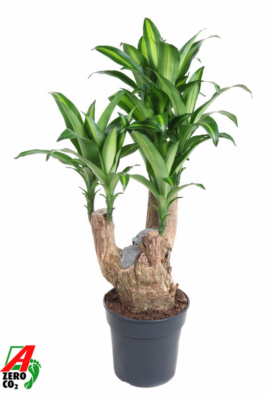 Dracaena frag Massangeana 100cm 27cm Pot