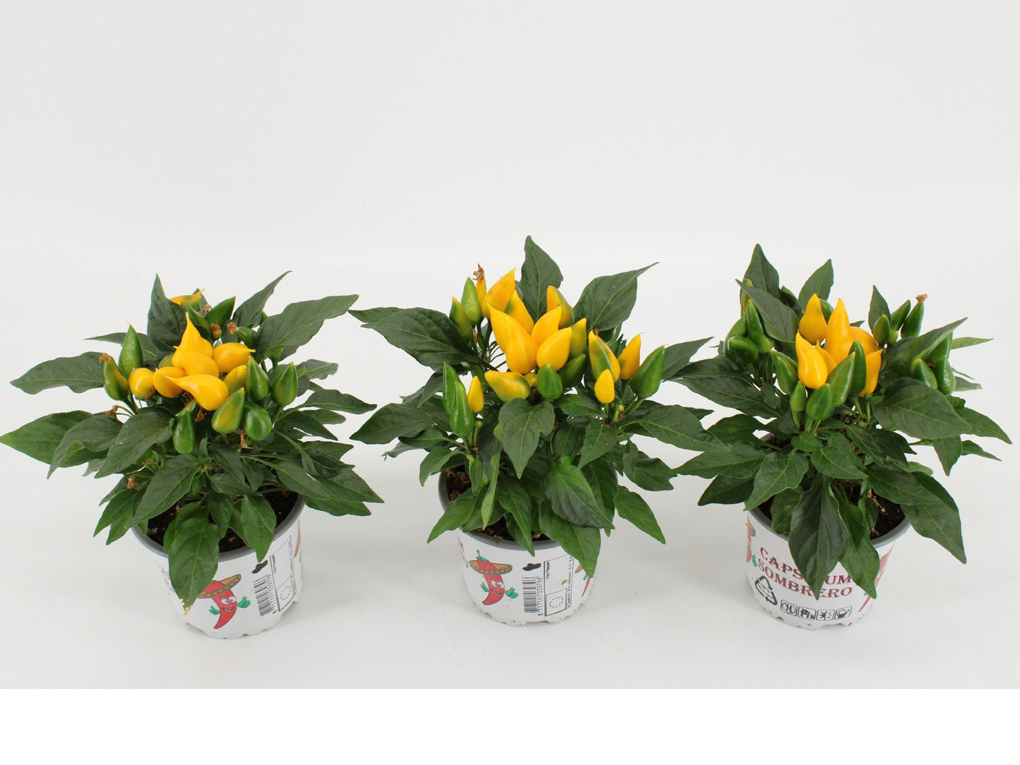 Capsicum ann. Sombrero Yellow 25cm 510cm Pot