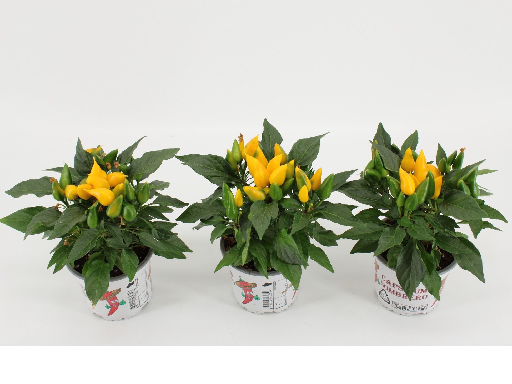 Capsicum ann. Sombrero Yellow 25cm 510cm Pot