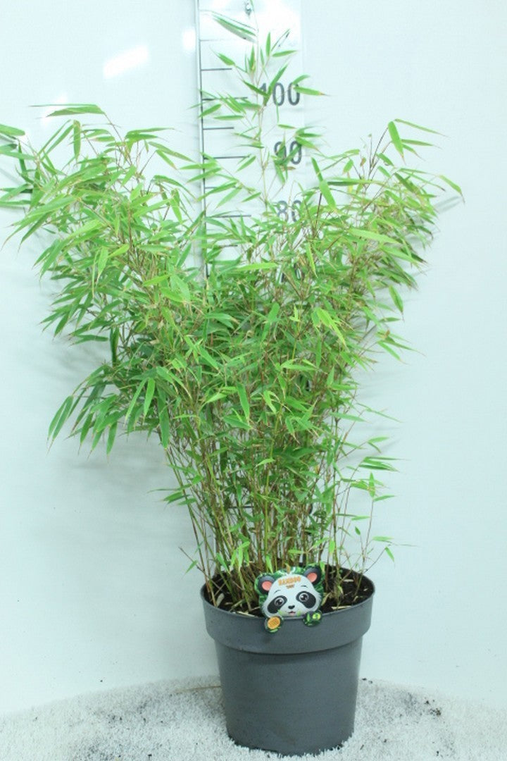 Fargesia rufa 90cm 29cm Pot