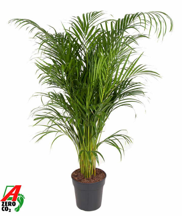 Dypsis lutescens 130cm 24cm Pot