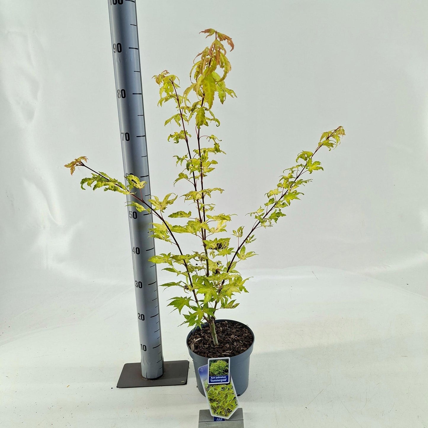 Acer Summer Gold 75cm 19cm Pot