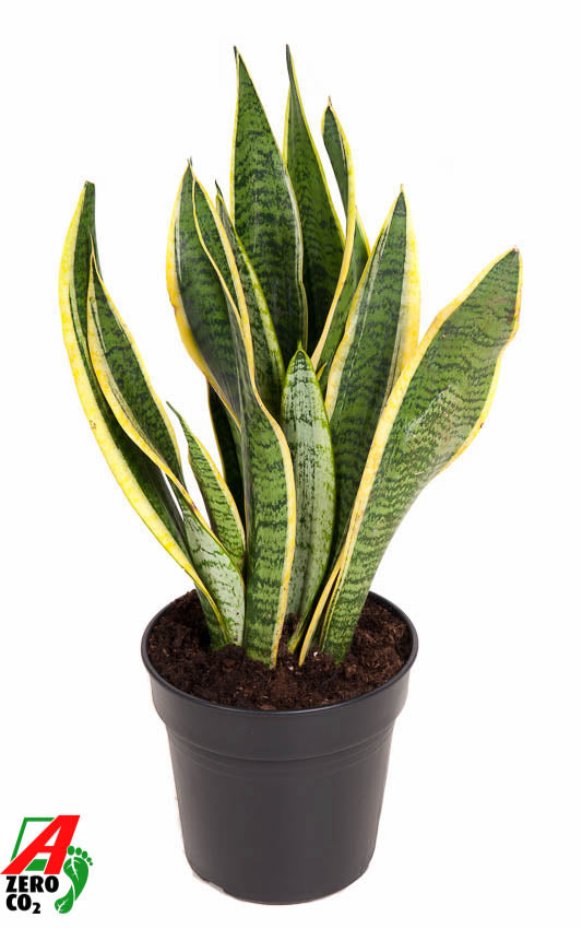 Sansevieria Laurentii 60cm 17cm Pot