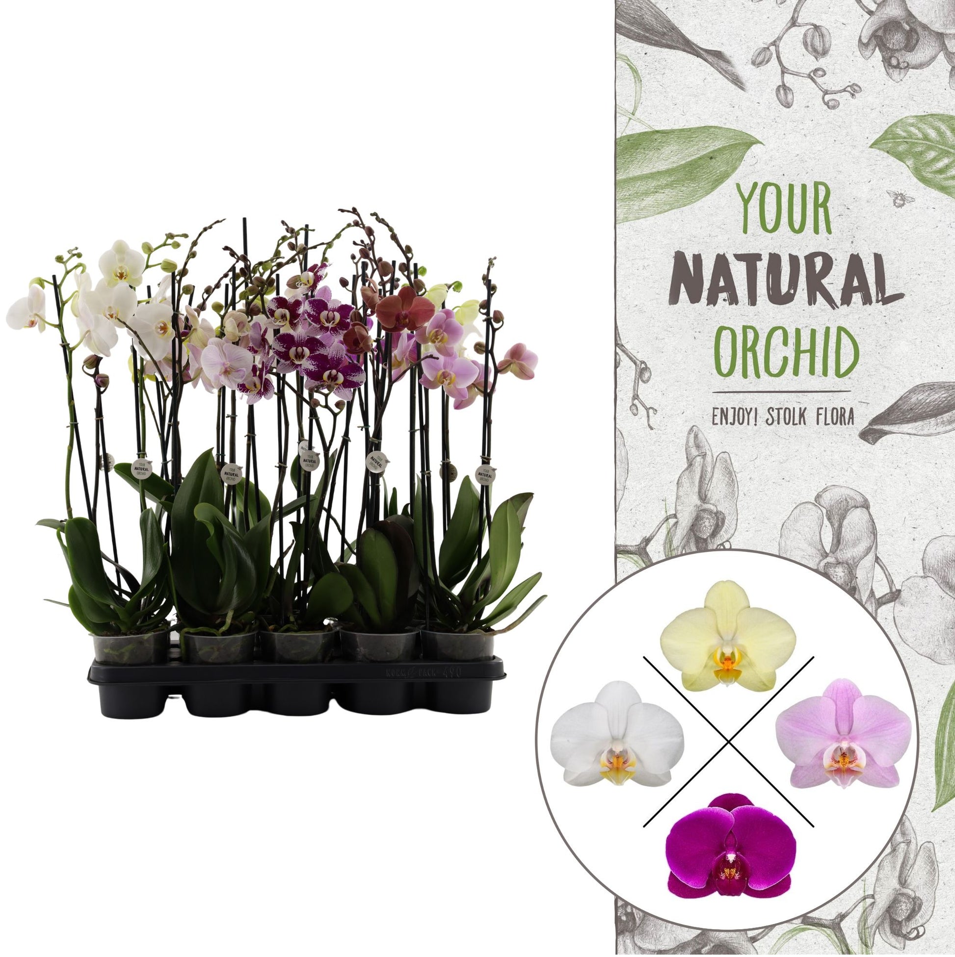 Phalaenopsis mix 65cm 12cm Pot