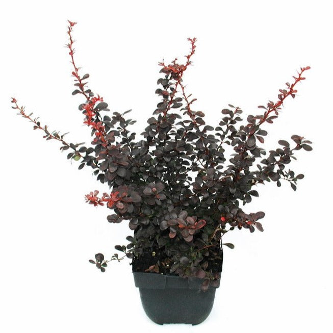 Berberis thunbergii Dart's Red Lady 45cm 17cm Pot