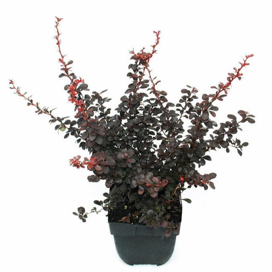 Berberis thunbergii Dart's Red Lady 45cm 17cm Pot