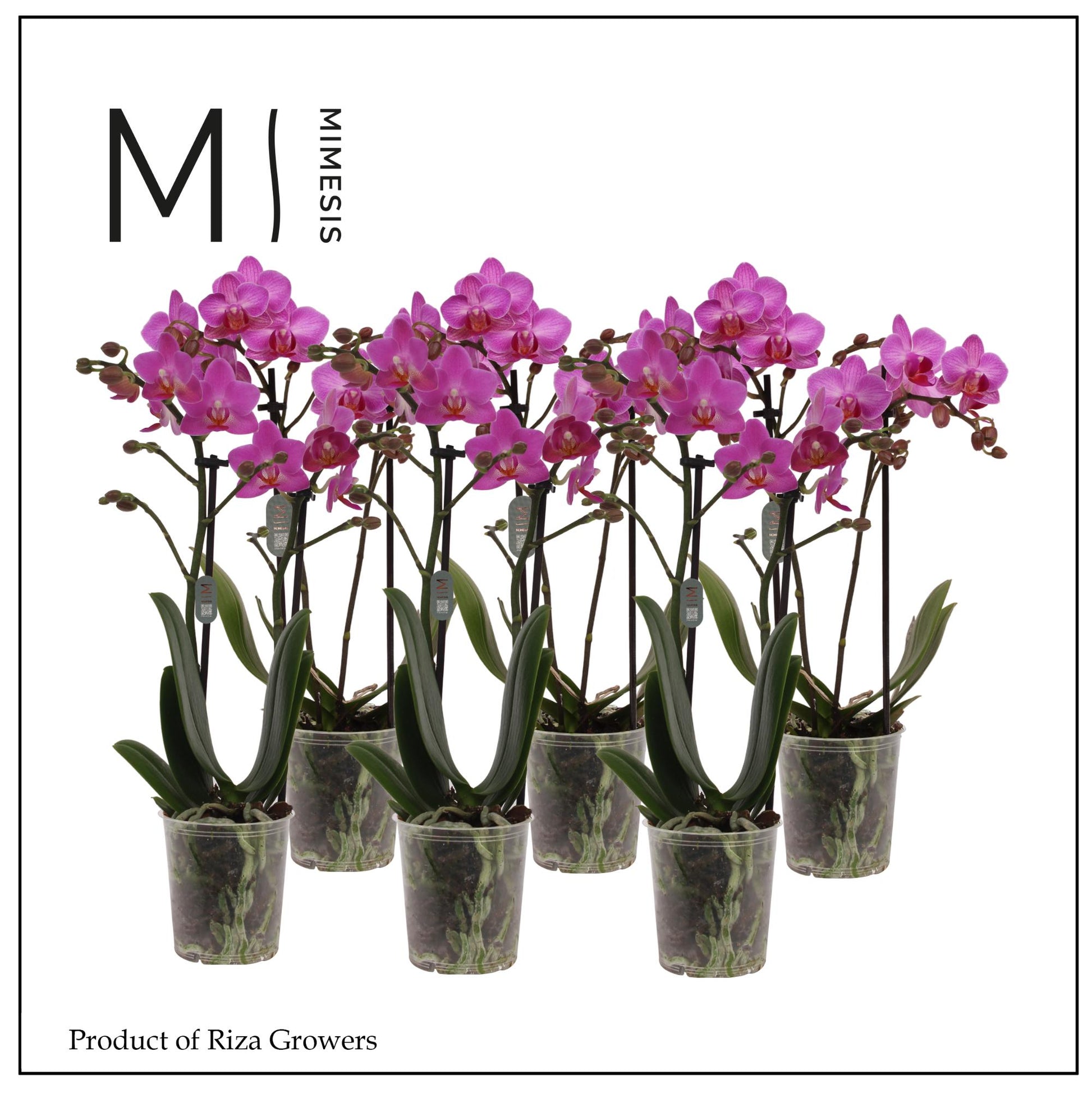 Riza Ter Laak Orchios Phalaenopsis pink Pack of 12