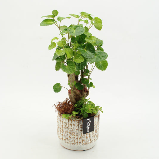 Indoor green arrangement 45cm 14cm Pot
