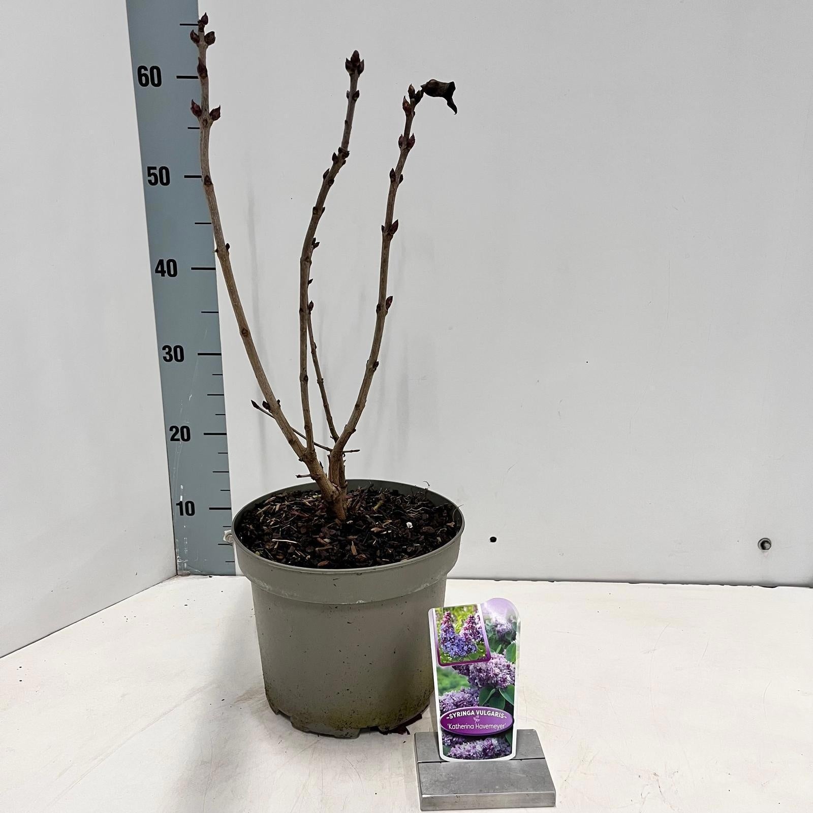 Syringa vulgaris Katherine Havemeyer 55cm 23cm Pot