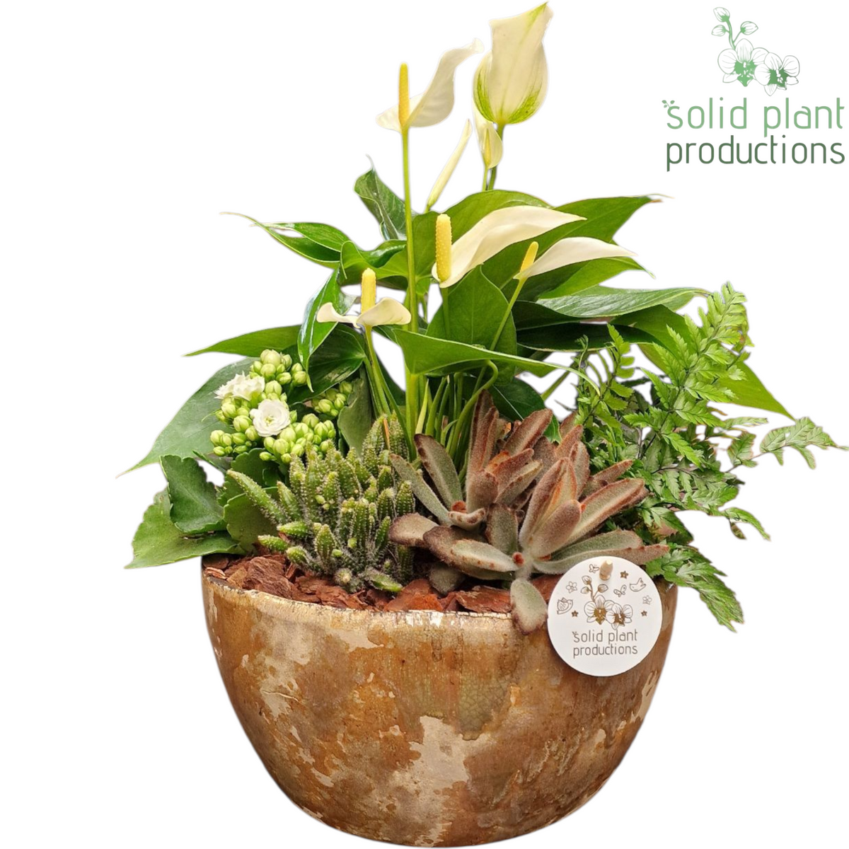 AT084 Olivia Taupe Anthurium 40cm 24cm Pot