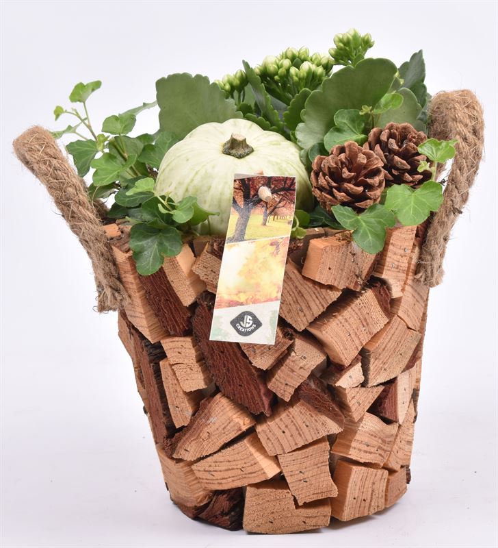 arr. Sierfruit 17cm Pot